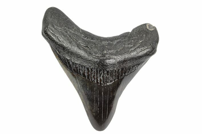 Fossil Megalodon Tooth - South Carolina #168176